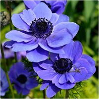 Sasanky Mr Fokker - 8 ks v balení