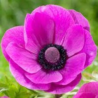 Sasanky Sylphide  - 8 ks v balení