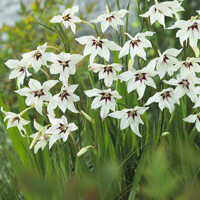 Acidanthera Murielae - 10 ks v balení
