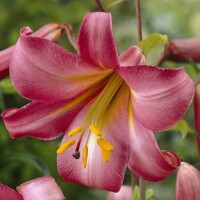 Lalia Pink Perfection