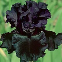 Iris veľkokvetý Black Knight