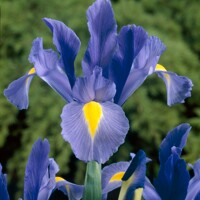 Iris Hollandica Sapphire Beauty® - 5 ks v balení