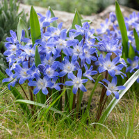 Chionodoxa Blue Giant - 5 ks v balení