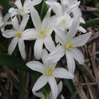 Chionodoxa Alba - 5 ks v balení
