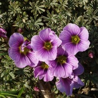 Oxalis Adenophylla - 1ks