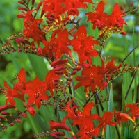 Crocosmia Lucifer - 5 ks v balení