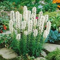 Liatris Floristan Alba - 5 ks v balení
