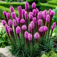 Liatris Spicata - 10 ks v balení