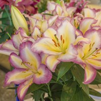 Lalia Captain Tricolore