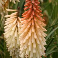 Fakľovka Toffee Nosed