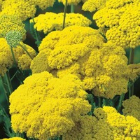 Achillea Pakers Variety