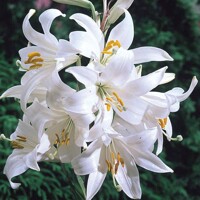lalia liečivá candidum