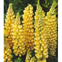 Lupinus Chandelier