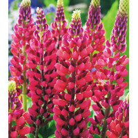 Lupinus Red Shades