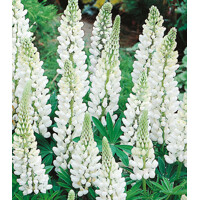 Lupinus Noblemaiden