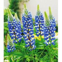 Lupinus Blue Shades