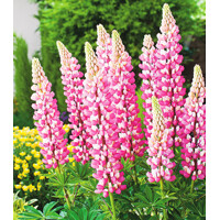 Lupinus Rose Shades