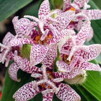 Tricyrtis Hirta