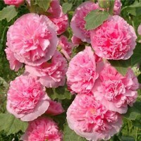 Alcea Rosea Pink