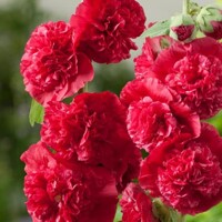 Alcea Rosea Red