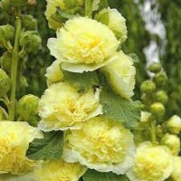 Alcea Rosea Yellow