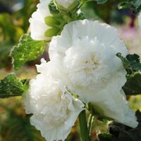 Alcea Rosea White