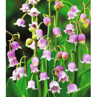 Konvalinka Majalis Rosea