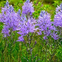 Camassia Leichtlinii Maybelle 1ks