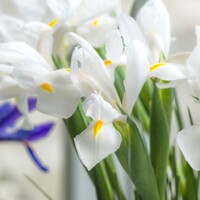 Iris Hollandica White Excelsior - 5 ks v balení