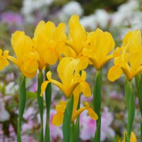 Iris Hollandica Royal Yellow  - 5 ks v baleni