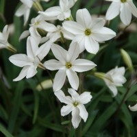 Ipheion White Star - 10 ks v balení