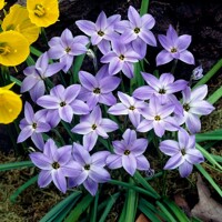 Ipheion Wisley Blue - 10 ks v balení