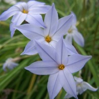 Ipheion Rolf Fiedler - 10 ks v balení