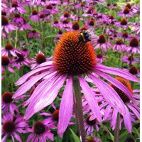 Echinacea Purple