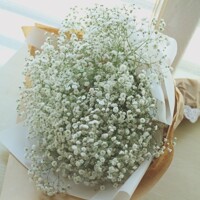Gypsophila biela