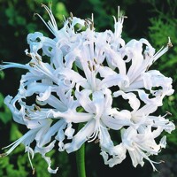 Nerine Alba