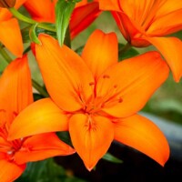 Lalia Orange Ton