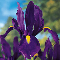Iris Hollandica Purple Sensation - 5 ks v balení