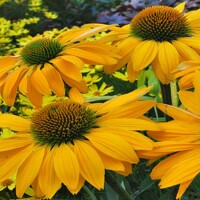 Echinacea Yellow
