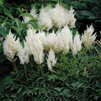 Astilba White