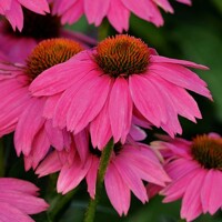 Echinacea Magnus