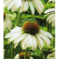 Echinacea White Swan