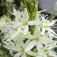 Camassia Alba 1ks