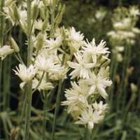 Camassia Semiplena 1ks