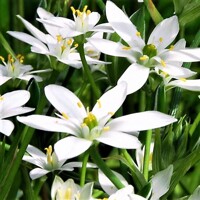 Ornithogalum Umbellatum - 5 ks v balení
