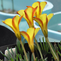 Oxalis Versicolor Golden Cape 1ks