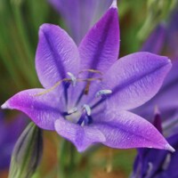 Brodiaea Laxa - 10 ks v balení