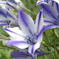 Tritelia Rudy - 3 ks v balení