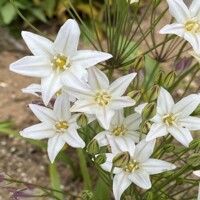 Tritelia Hyacinthina - 3 ks v balení