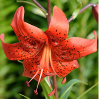 Lalia Tiger Red